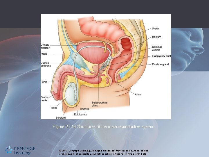 Figure 21 -14 Structures of the male reproductive system © 2017 Cengage Learning. All