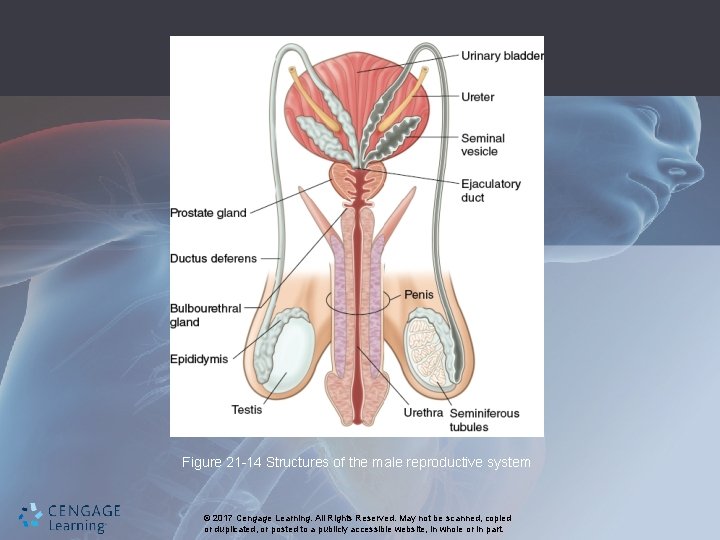 Figure 21 -14 Structures of the male reproductive system © 2017 Cengage Learning. All