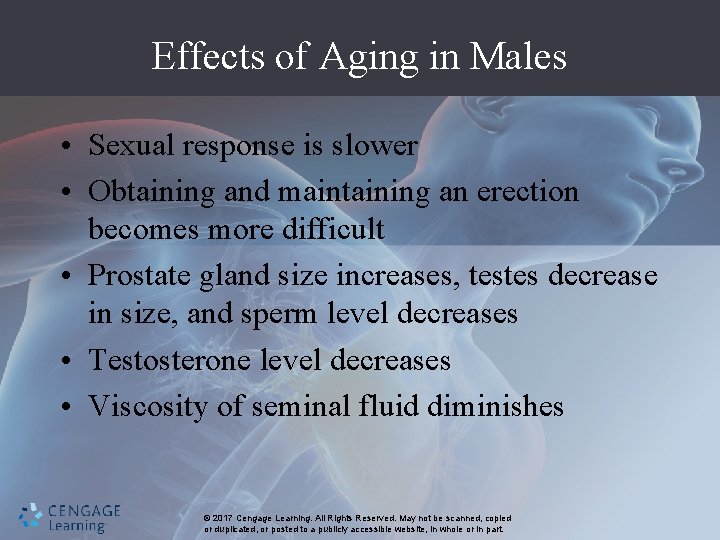 Effects of Aging in Males • Sexual response is slower • Obtaining and maintaining