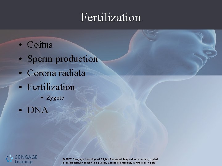 Fertilization • • Coitus Sperm production Corona radiata Fertilization • Zygote • DNA ©