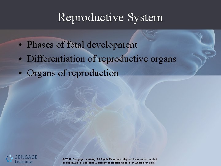 Reproductive System • Phases of fetal development • Differentiation of reproductive organs • Organs