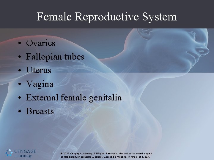 Female Reproductive System • • • Ovaries Fallopian tubes Uterus Vagina External female genitalia
