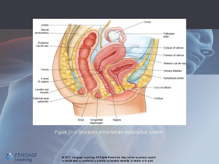 Figure 21 -9 Structures of the female reproductive system © 2017 Cengage Learning. All