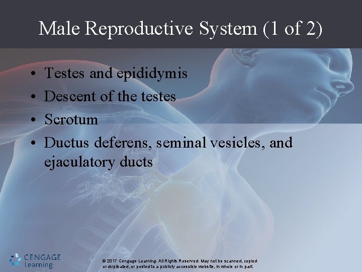 Male Reproductive System (1 of 2) • • Testes and epididymis Descent of the