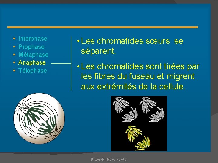 Anaphase • • • Interphase Prophase Métaphase Anaphase Télophase • Les chromatides sœurs se