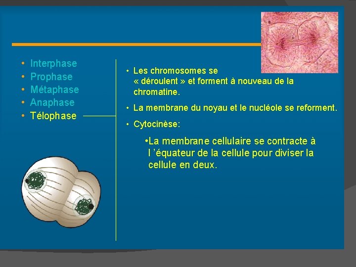 Télophase • • • Interphase Prophase Métaphase Anaphase Télophase • Les chromosomes se «