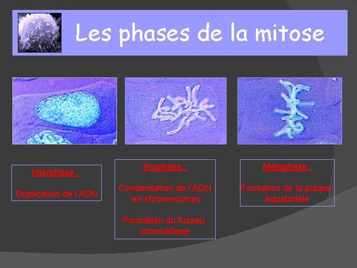 Les phases de la mitose Interphase : Duplication de l’ADN Prophase : Métaphase :