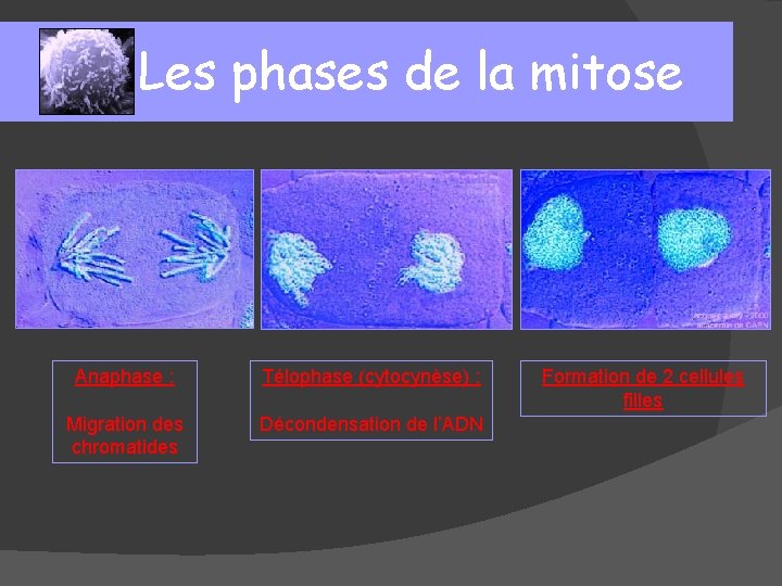 Les phases de la mitose Anaphase : Télophase (cytocynèse) : Migration des chromatides Décondensation