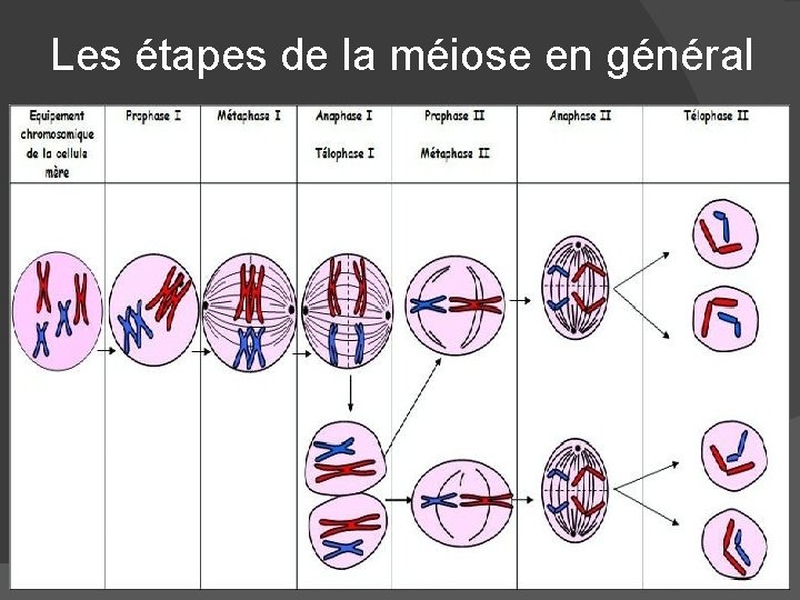 Les étapes de la méiose en général 