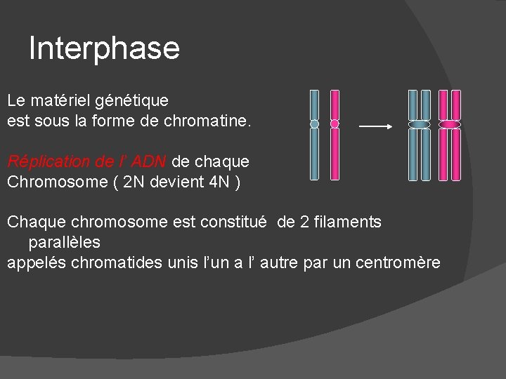 Interphase Le matériel génétique est sous la forme de chromatine. Réplication de l’ ADN