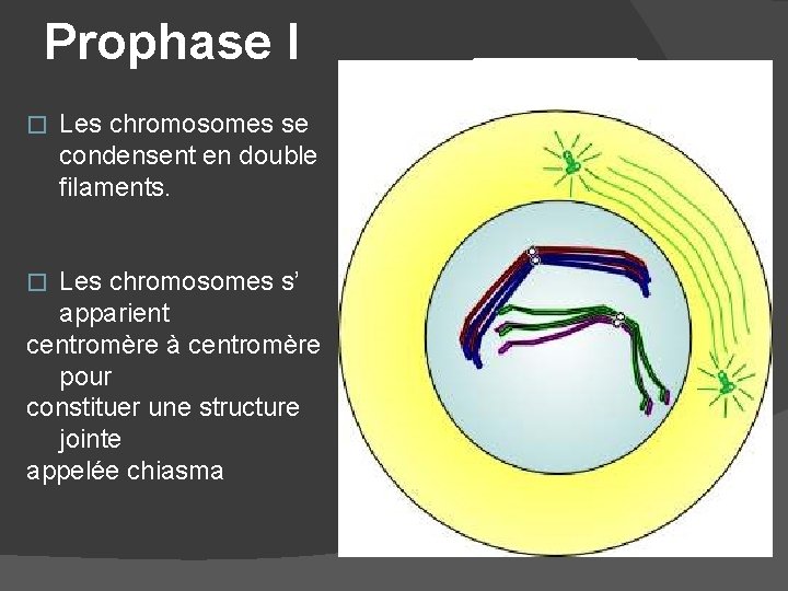 Prophase I � Les chromosomes se condensent en double filaments. Les chromosomes s’ apparient