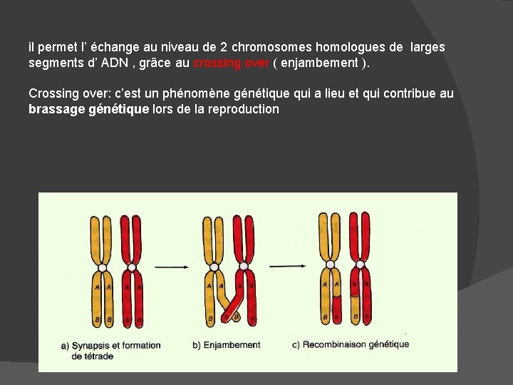 il permet l’ échange au niveau de 2 chromosomes homologues de larges segments d’