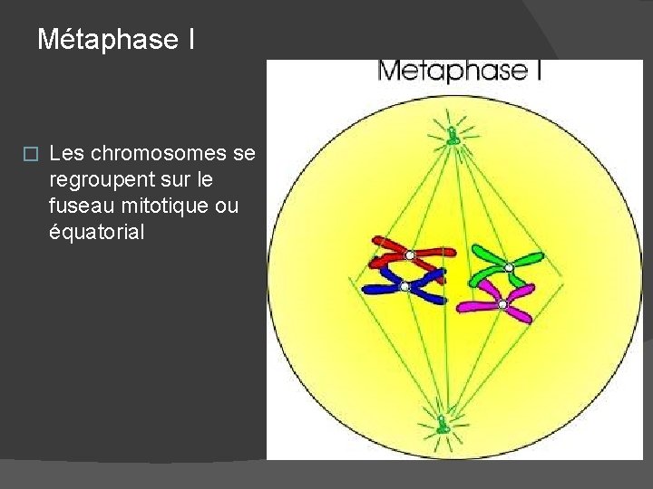 Métaphase I � Les chromosomes se regroupent sur le fuseau mitotique ou équatorial 