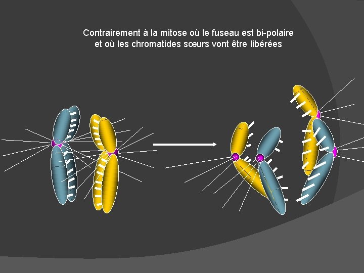 Contrairement à la mitose où le fuseau est bi-polaire et où les chromatides sœurs
