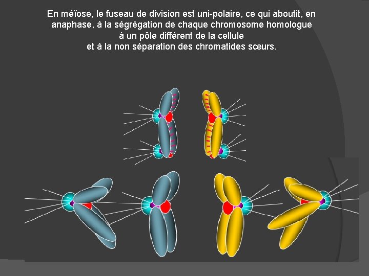 En méïose, le fuseau de division est uni-polaire, ce qui aboutit, en anaphase, à