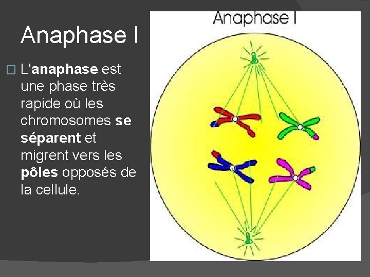 Anaphase I � L'anaphase est une phase très rapide où les chromosomes se séparent