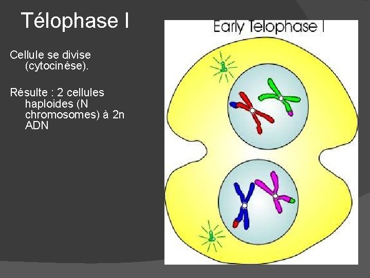 Télophase I Cellule se divise (cytocinése). Résulte : 2 cellules haploides (N chromosomes) à