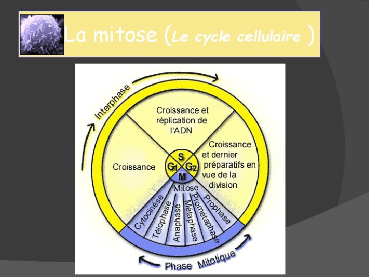 La mitose (Le cycle cellulaire ) 