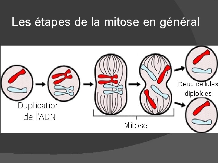 Les étapes de la mitose en général 