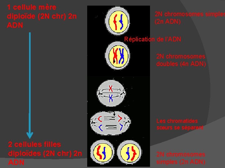 1 cellule mère diploïde (2 N chr) 2 n ADN 2 N chromosomes simples