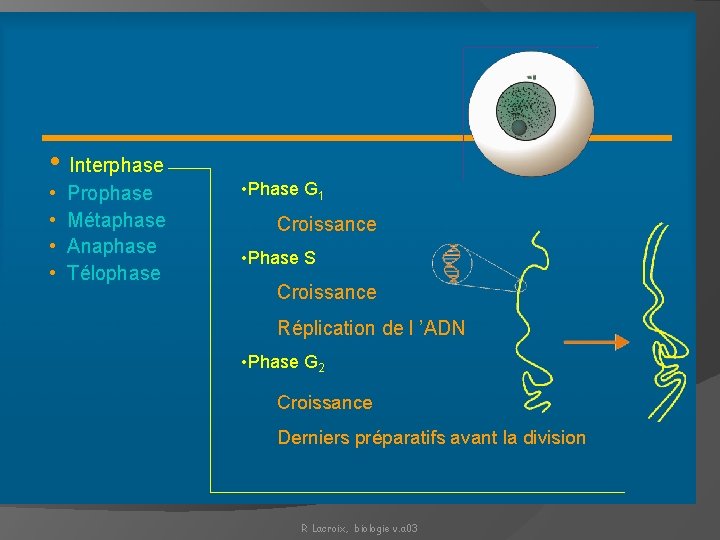 INTERPHASE • Interphase • • Prophase Métaphase Anaphase Télophase • Phase G 1 Croissance