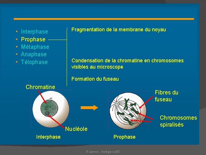 Prophase • • • Interphase Prophase Métaphase Anaphase Télophase Fragmentation de la membrane du