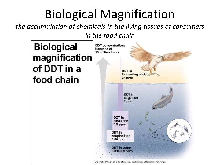 Biological Magnification the accumulation of chemicals in the living tissues of consumers in the