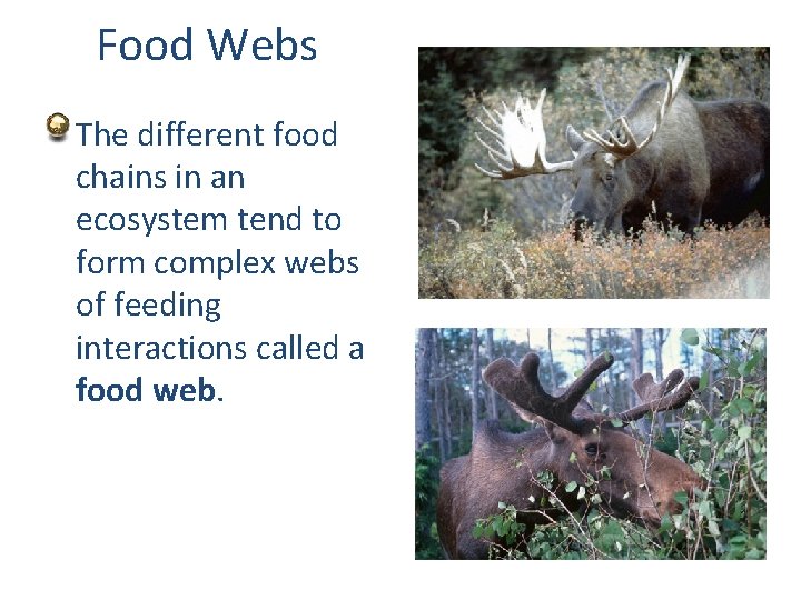 Food Webs The different food chains in an ecosystem tend to form complex webs