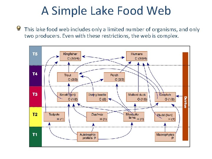 A Simple Lake Food Web This lake food web includes only a limited number