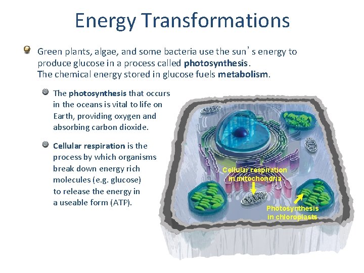 Energy Transformations Green plants, algae, and some bacteria use the sun’s energy to produce