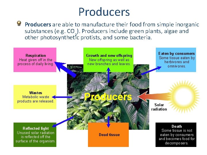 Producers are able to manufacture their food from simple inorganic substances (e. g. CO