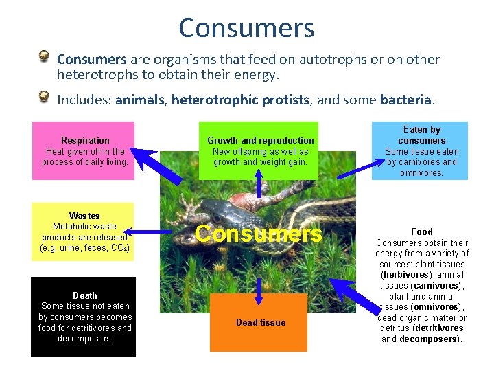 Consumers are organisms that feed on autotrophs or on other heterotrophs to obtain their