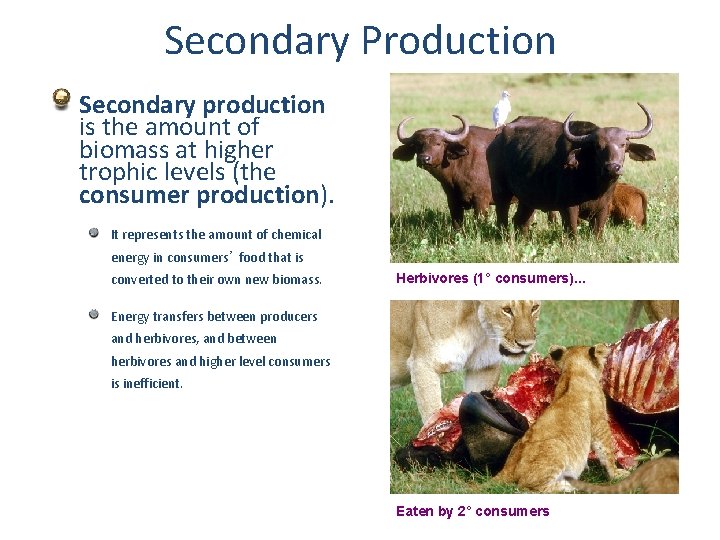 Secondary Production Secondary production is the amount of biomass at higher trophic levels (the