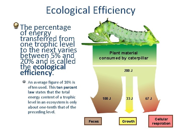 Ecological Efficiency The percentage of energy transferred from one trophic level to the next