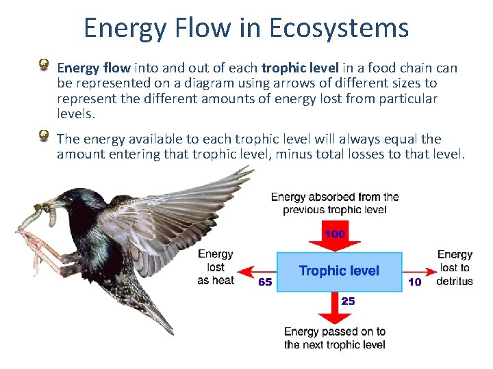 Energy Flow in Ecosystems Energy flow into and out of each trophic level in