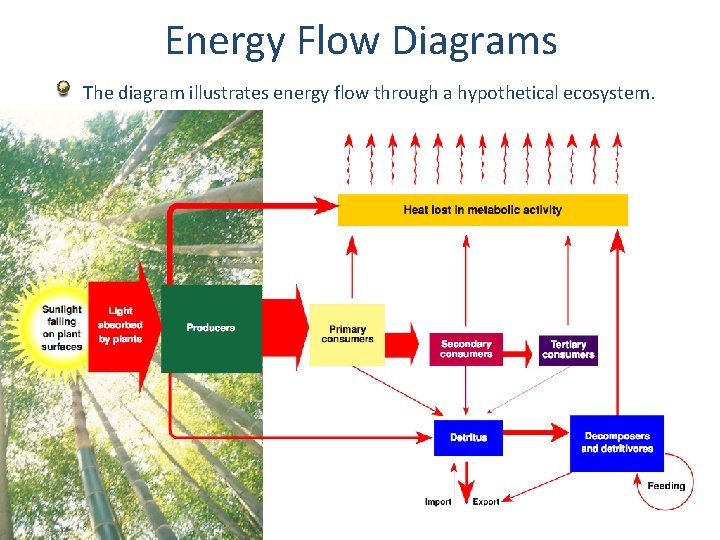 Energy Flow Diagrams The diagram illustrates energy flow through a hypothetical ecosystem. 
