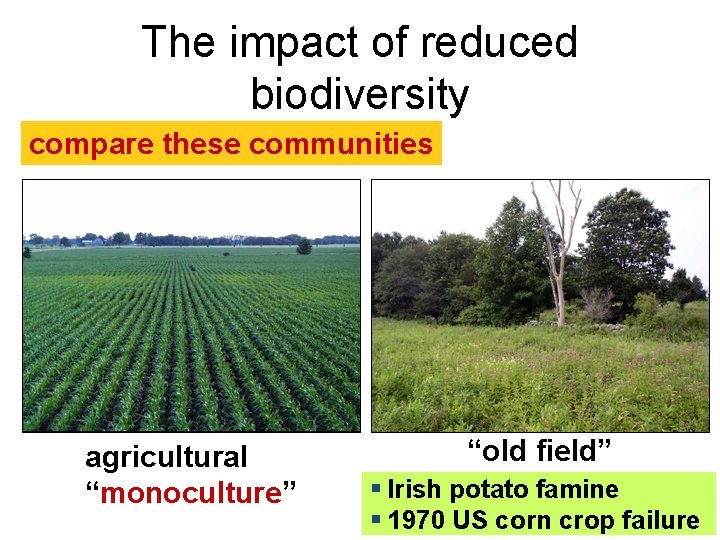 The impact of reduced biodiversity compare these communities suburban lawn agricultural “monoculture” “old field”