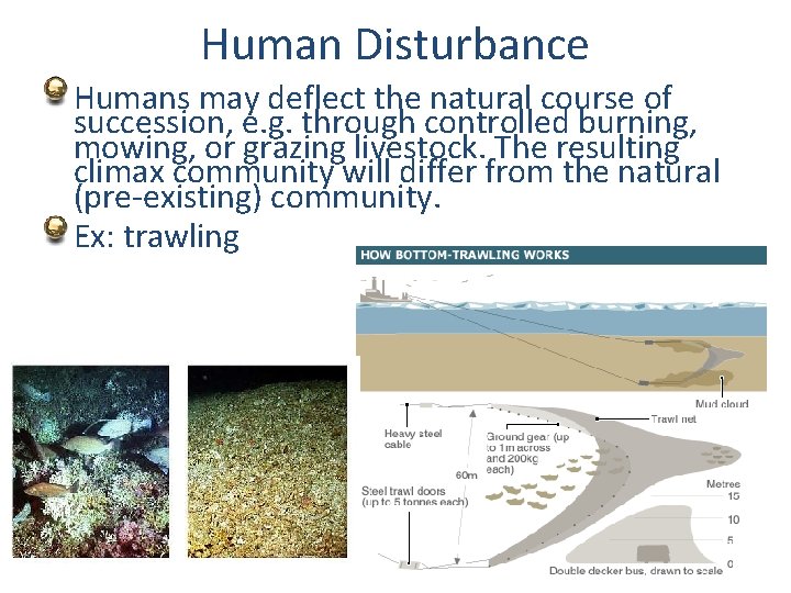 Human Disturbance Humans may deflect the natural course of succession, e. g. through controlled