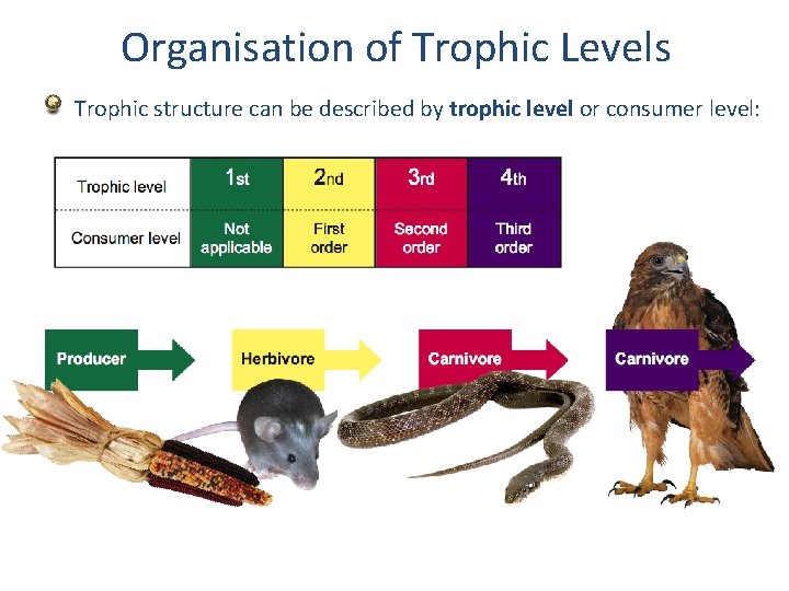 Organisation of Trophic Levels Trophic structure can be described by trophic level or consumer