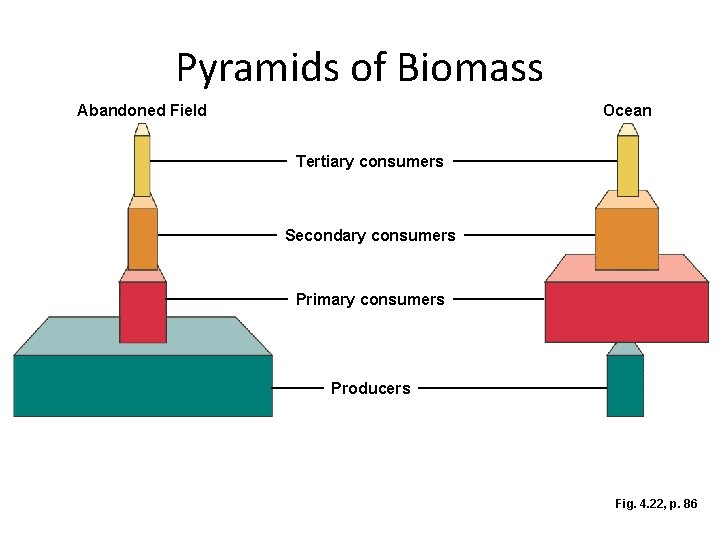 Pyramids of Biomass Abandoned Field Ocean Tertiary consumers Secondary consumers Primary consumers Producers Fig.