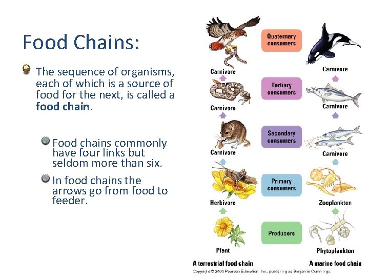 Food Chains: The sequence of organisms, each of which is a source of food