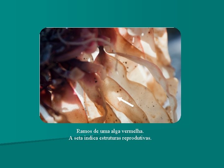 Ramos de uma alga vermelha. A seta indica estruturas reprodutivas. Ramos de uma alga vermelha. A seta indica estruturas reprodutivas.