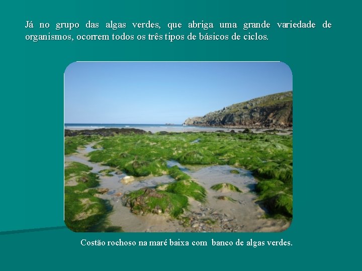 Já no grupo das algas verdes, que abriga uma grande variedade de organismos, ocorrem Já no grupo das algas verdes, que abriga uma grande variedade de organismos, ocorrem