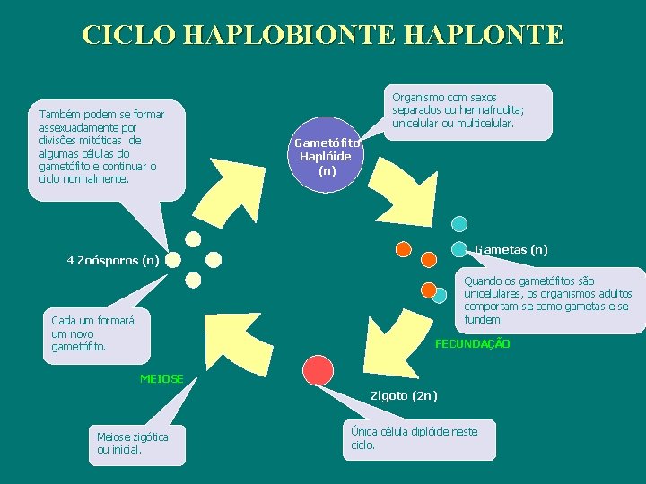 CICLO HAPLOBIONTE HAPLONTE Também podem se formar assexuadamente por divisões mitóticas de algumas células CICLO HAPLOBIONTE HAPLONTE Também podem se formar assexuadamente por divisões mitóticas de algumas células
