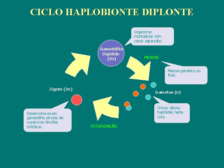 CICLO HAPLOBIONTE DIPLONTE organismo multicelular com sexos separados. Gametófito Diplóide (2 n) MEIOSE Meiose CICLO HAPLOBIONTE DIPLONTE organismo multicelular com sexos separados. Gametófito Diplóide (2 n) MEIOSE Meiose