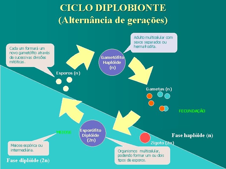 CICLO DIPLOBIONTE (Alternância de gerações) Adulto multicelular com sexos separados ou hermafrodita. Cada um CICLO DIPLOBIONTE (Alternância de gerações) Adulto multicelular com sexos separados ou hermafrodita. Cada um