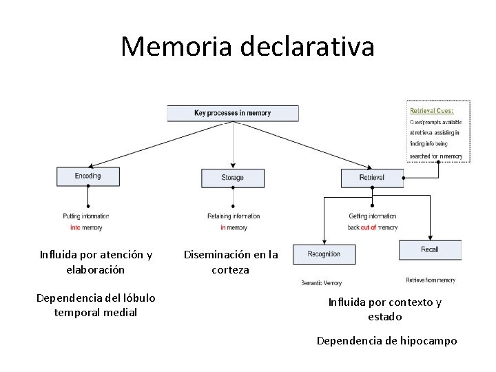 Memoria declarativa Influida por atención y elaboración Dependencia del lóbulo temporal medial Diseminación en