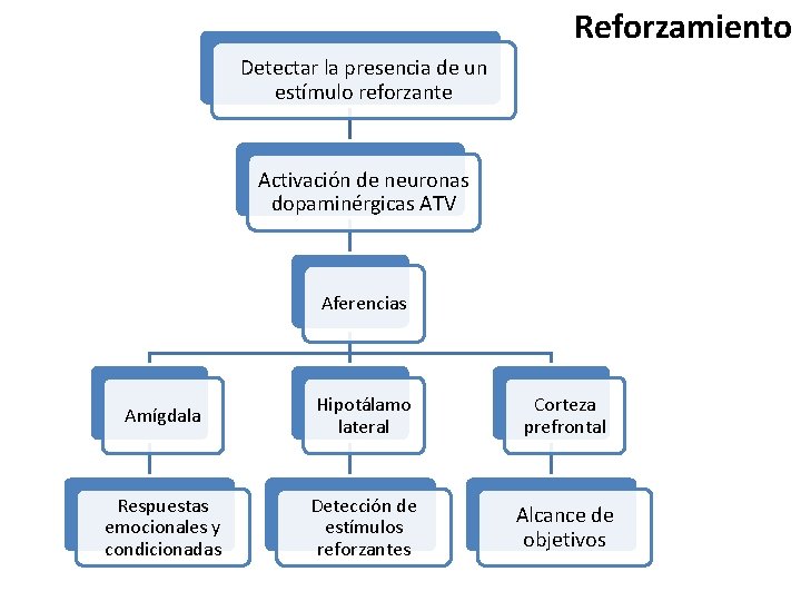 Reforzamiento Detectar la presencia de un estímulo reforzante Activación de neuronas dopaminérgicas ATV Aferencias