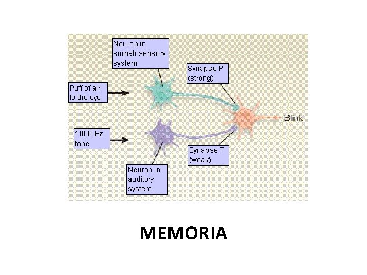 MEMORIA 