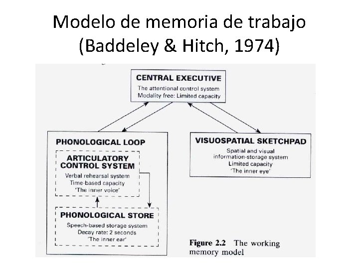 Modelo de memoria de trabajo (Baddeley & Hitch, 1974) 